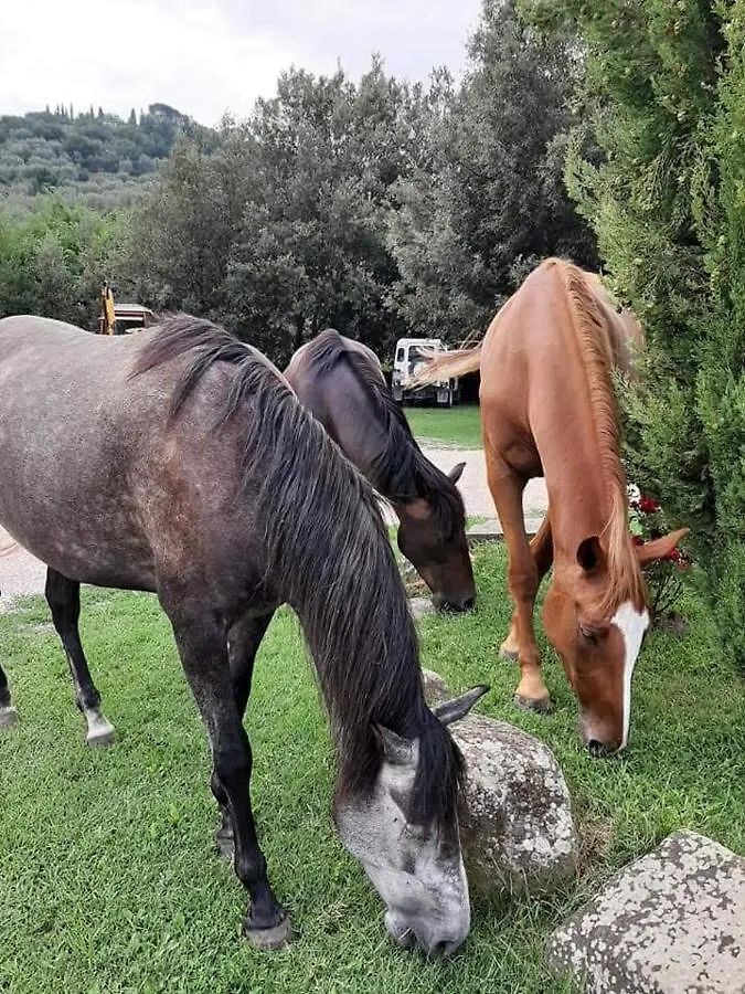 Farm stay Agriturismo Frantoio Valiani Cortona